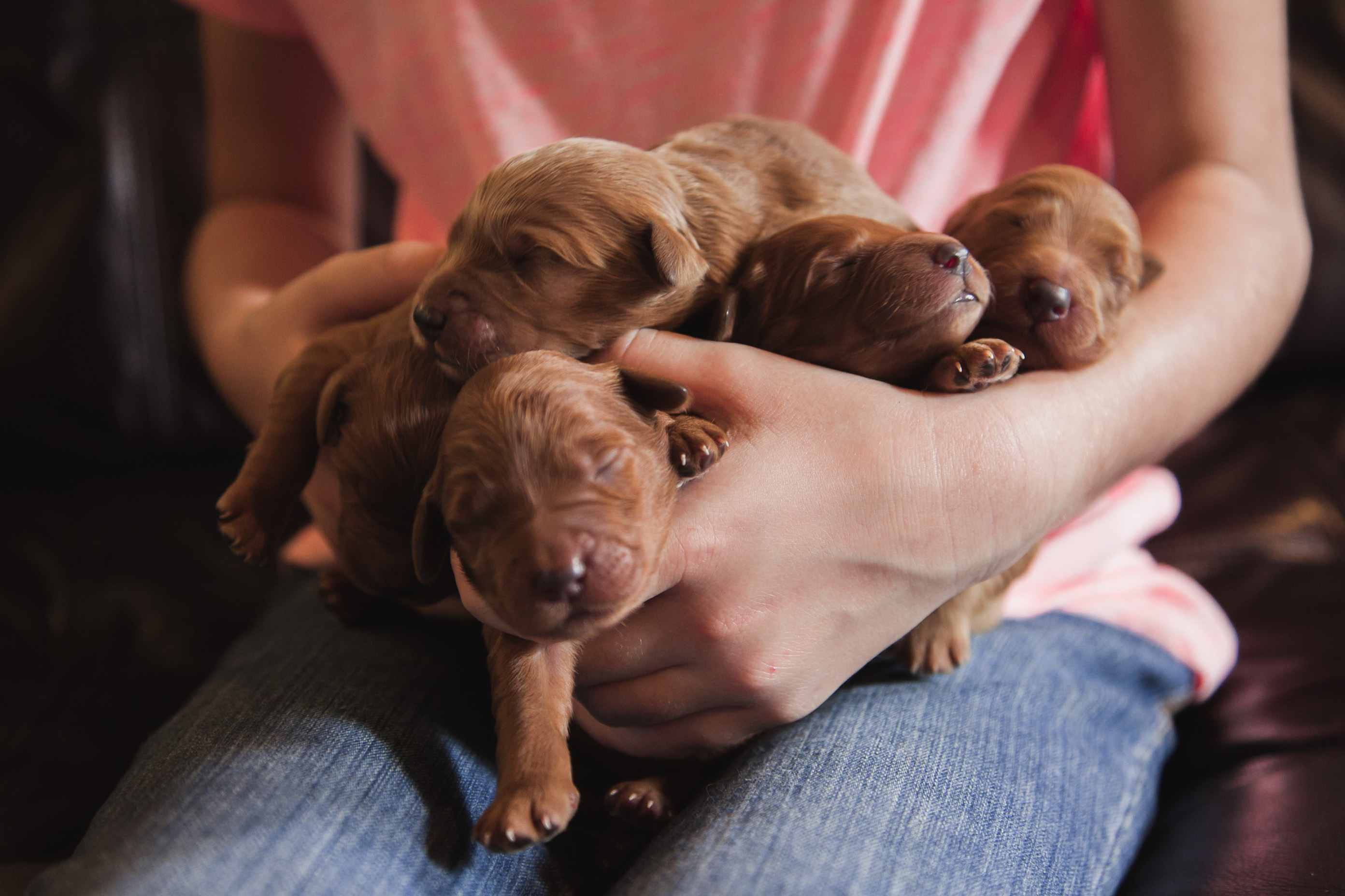 newborn goldendoodle pups - Rainfield Golden Doodles