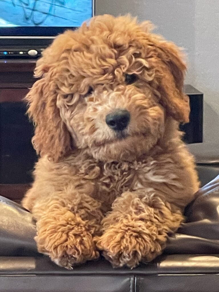 F1B curly red goldendoodle puppy