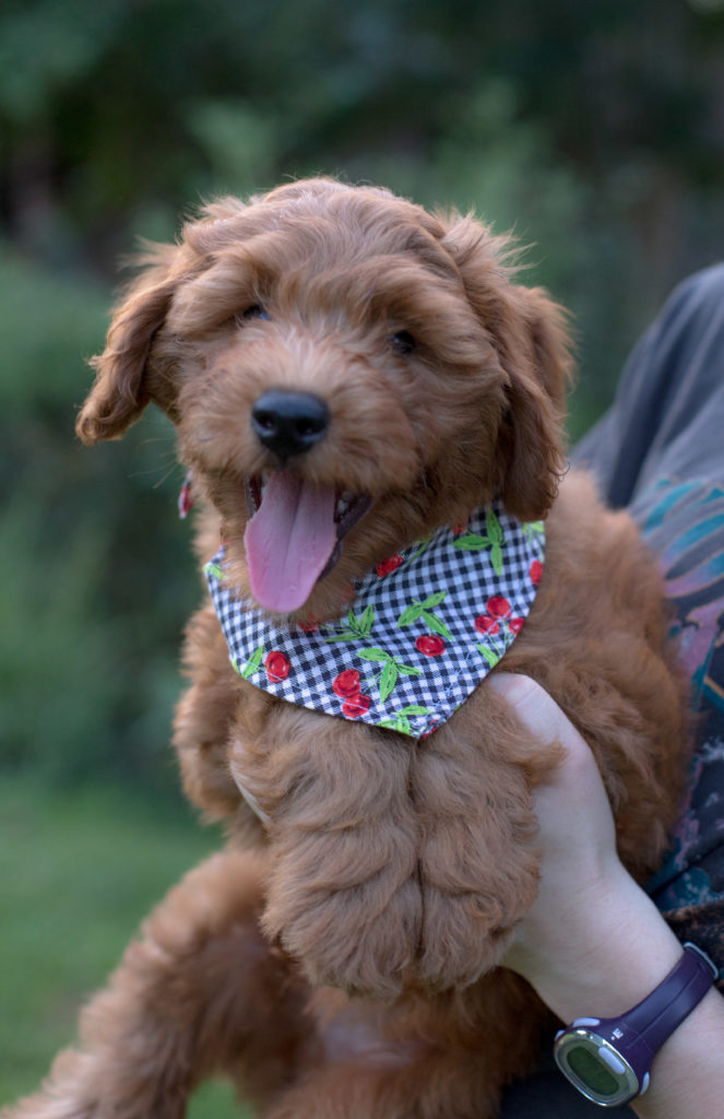 Chip, a goldendoodle puppy