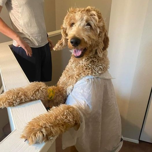 Doodle Fashion Designs, by Henry the Goldendoodle