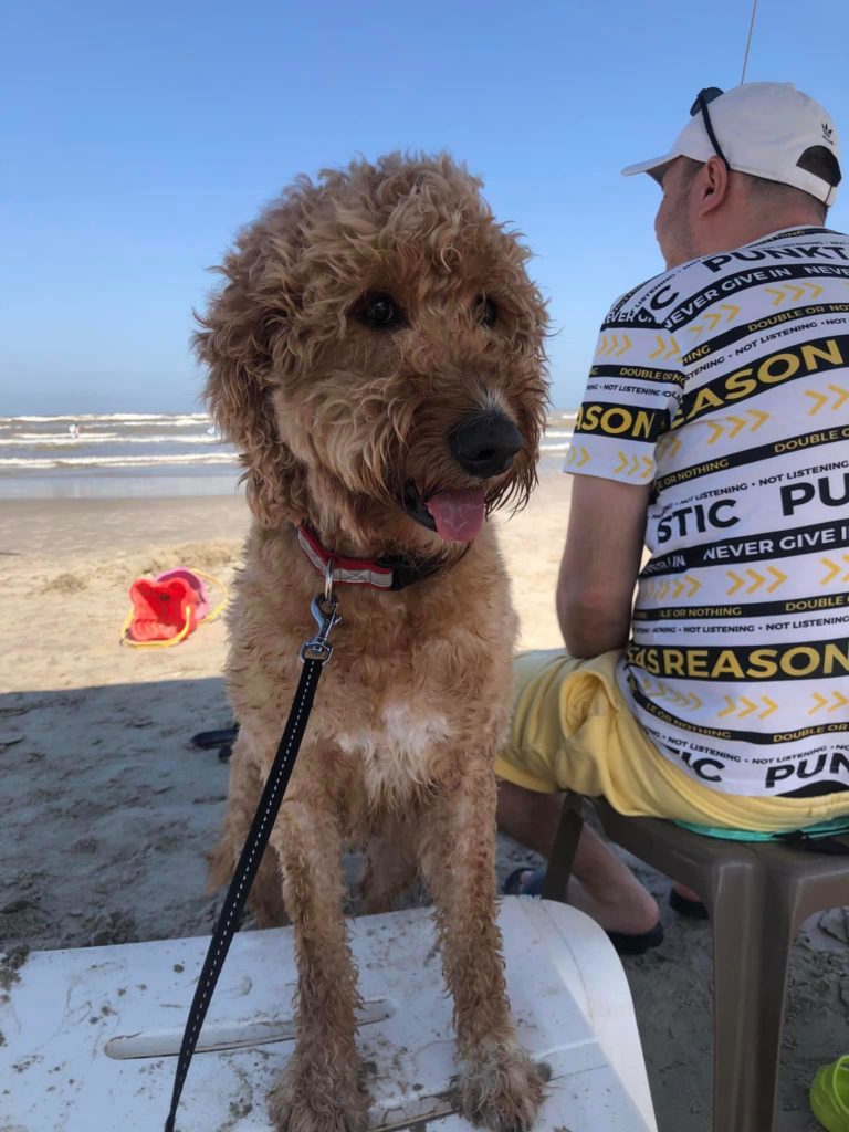 beach loving goldendoodles in Corpus Christi