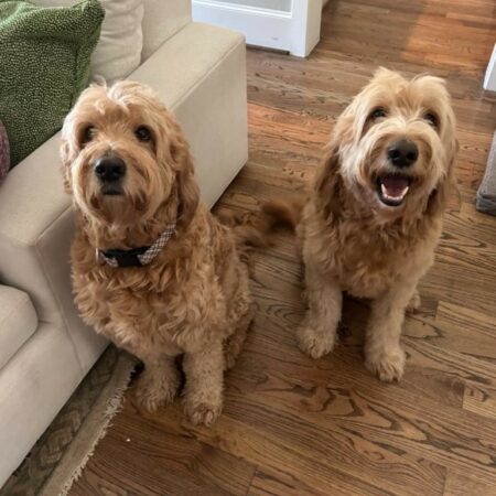 Therapy Dog Training For Goldendoodles