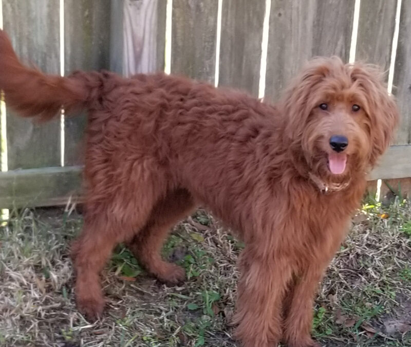 Goldendoodle Available in Houston