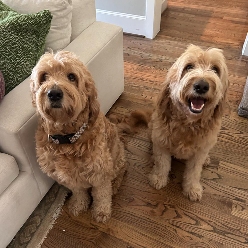 Goldendoodle dogs sitting at attention