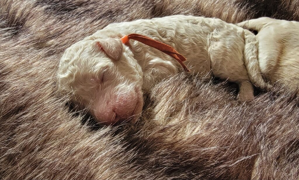 Curly goldendoodle puppies in Houston