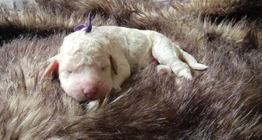 Goldendoodle of North Houston - standard goldendoodle puppies