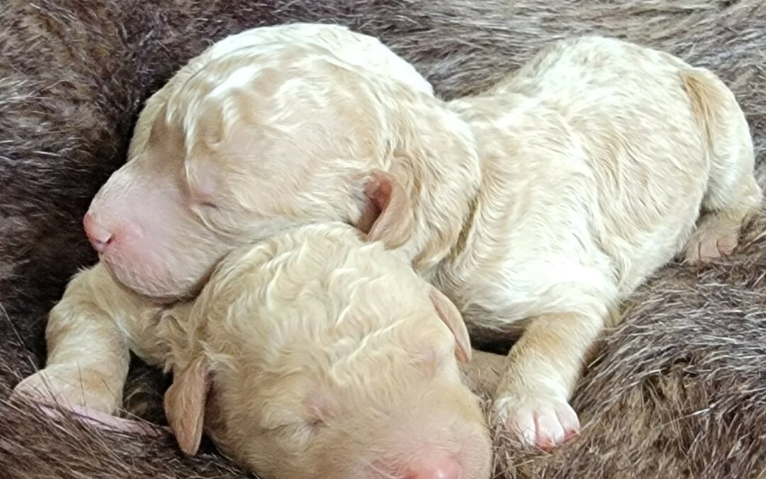 Looking for a Goldendoodle Puppy?