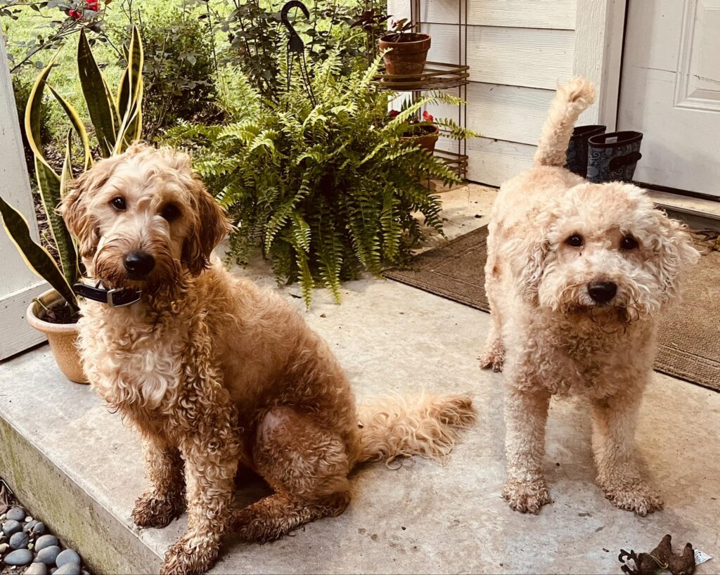 Texas mornings with Goldendoodles