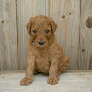 red mini goldendoodle puppy near Houston