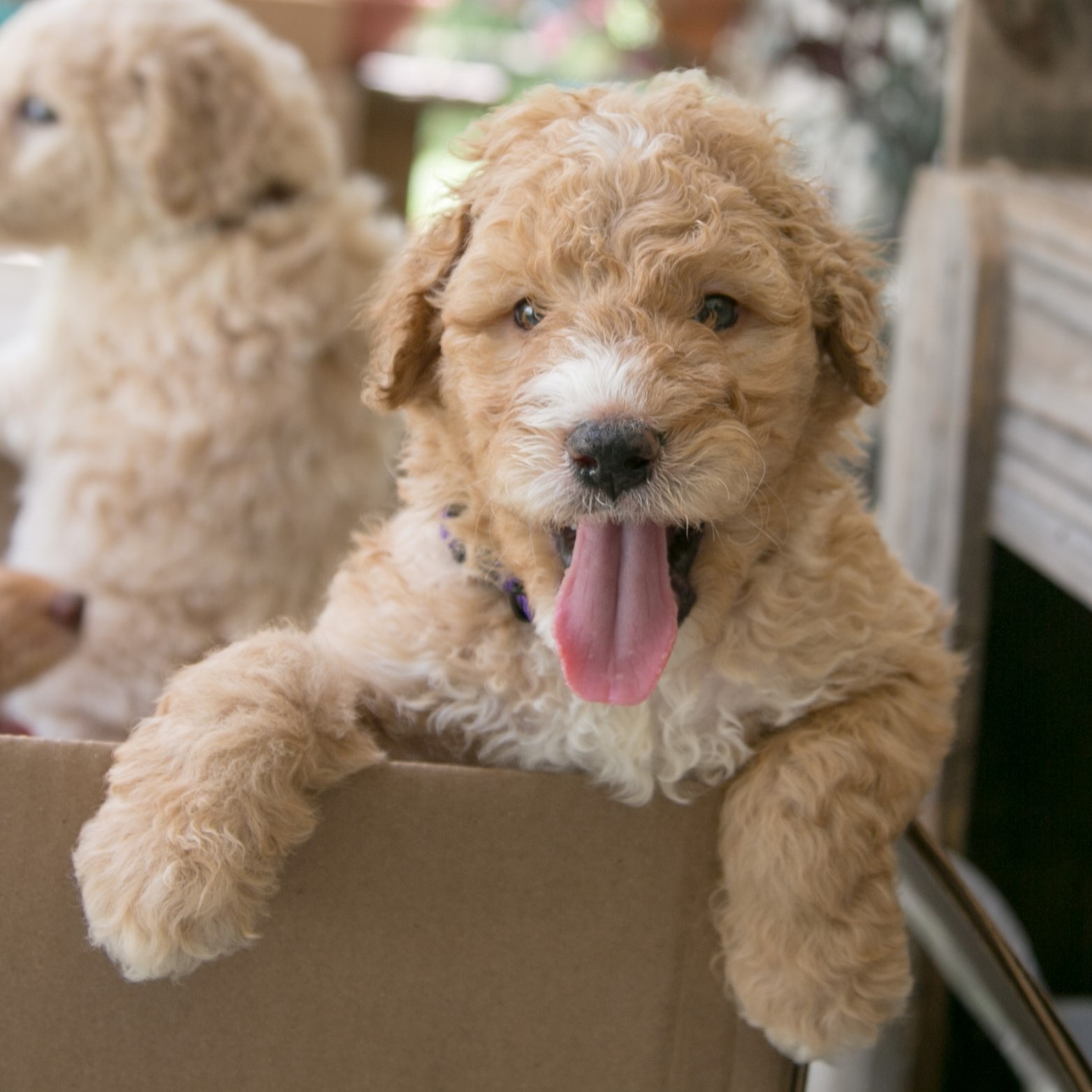 curly standard goldendoodle puppy