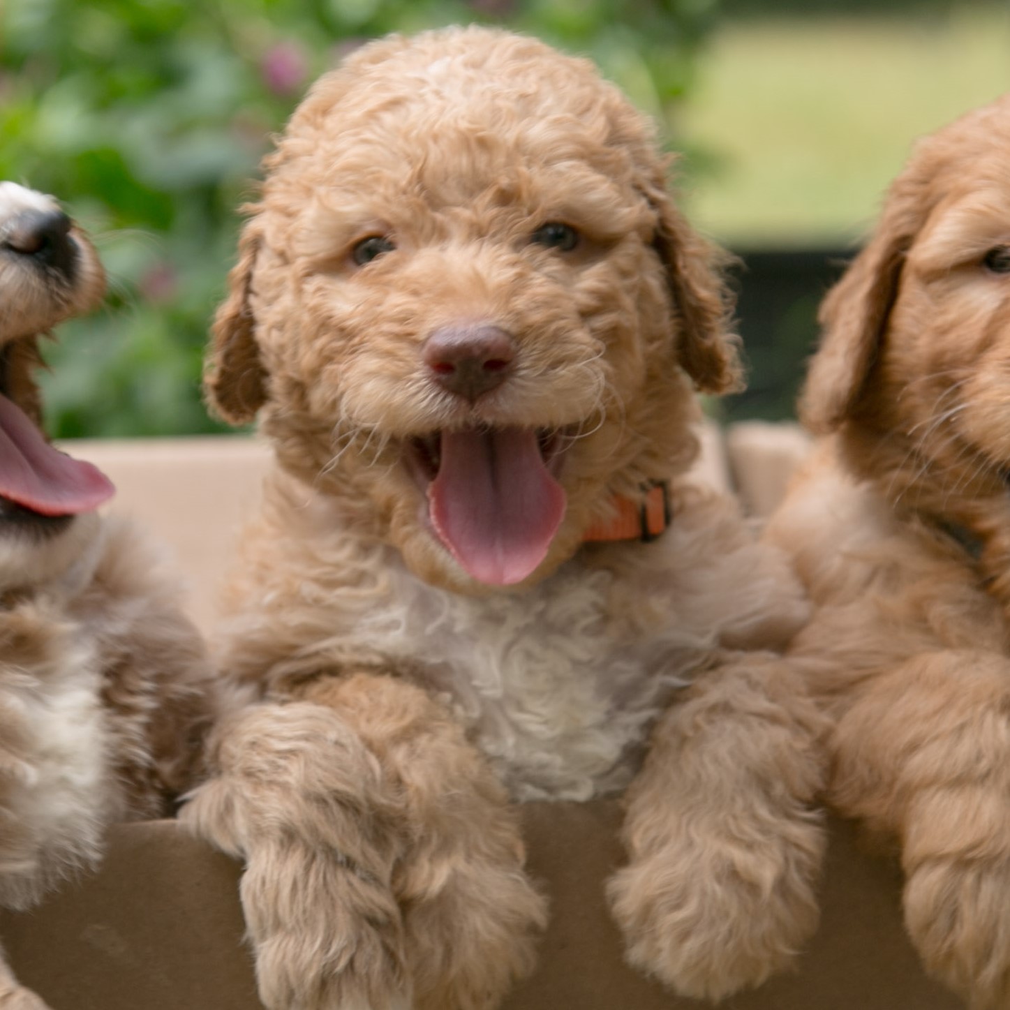 curly goldendoodle puppy for sale