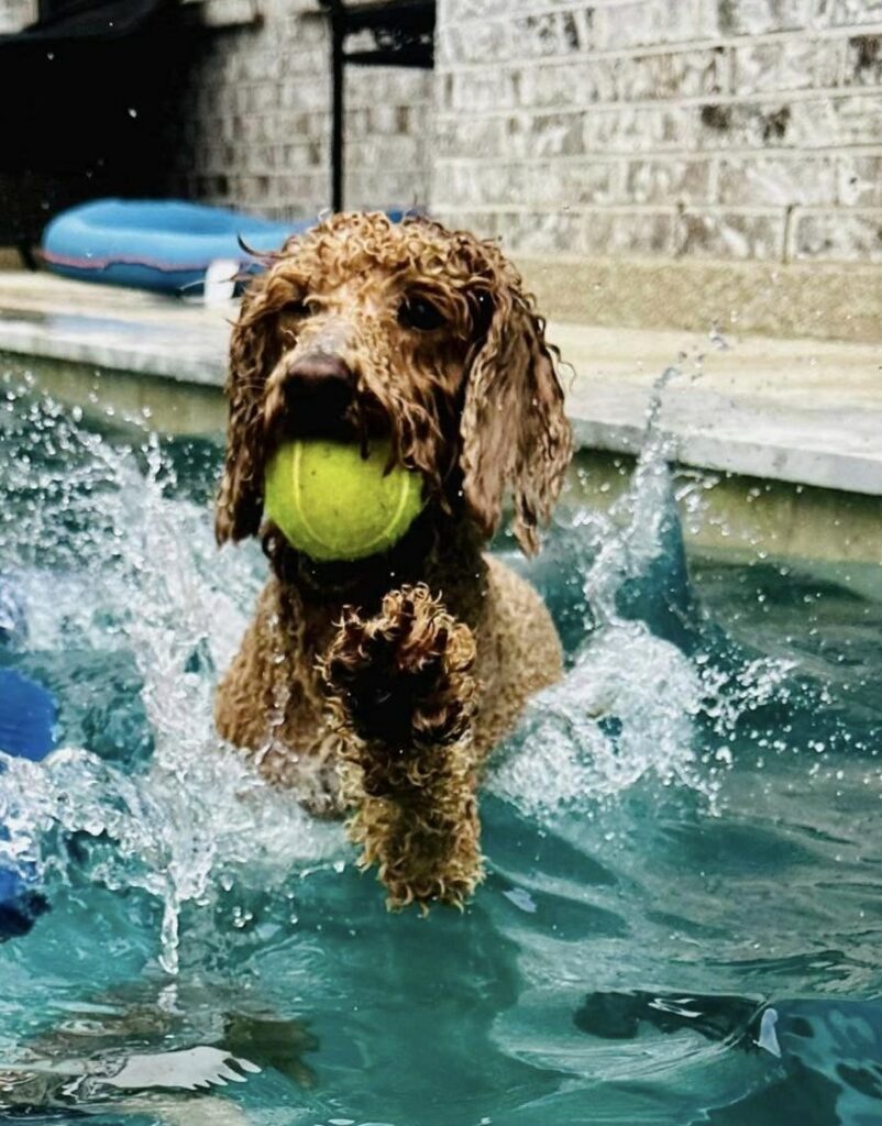 summer fun with goldendoodles