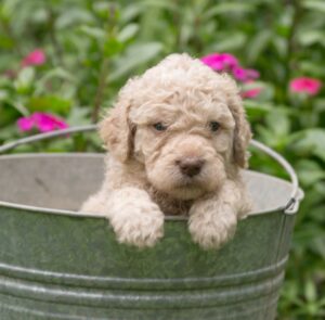 Curly Goldendoodle boy puppy