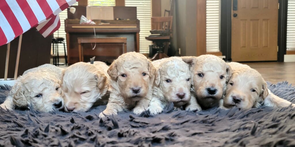 Cream and Golden goldendoodle doodle puppies for sale in Houston, TX