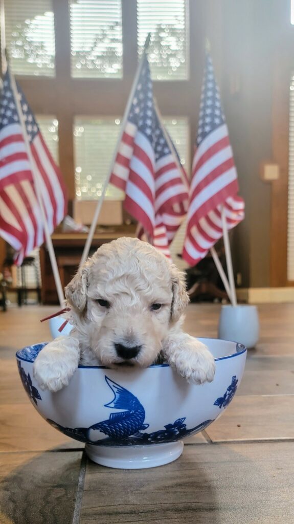 curly goldendoodle puppy in Houston