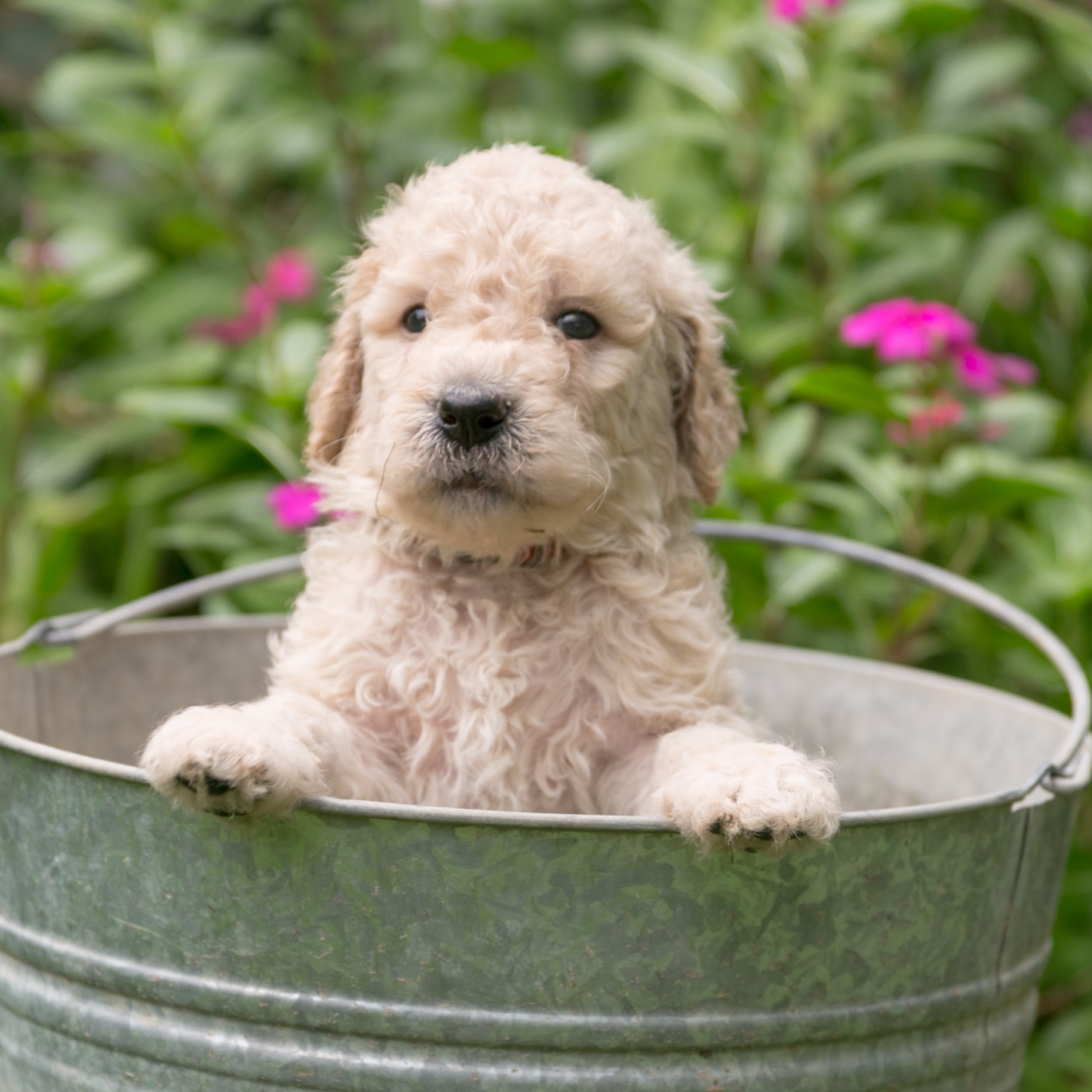 goldendoodle for sale Texas