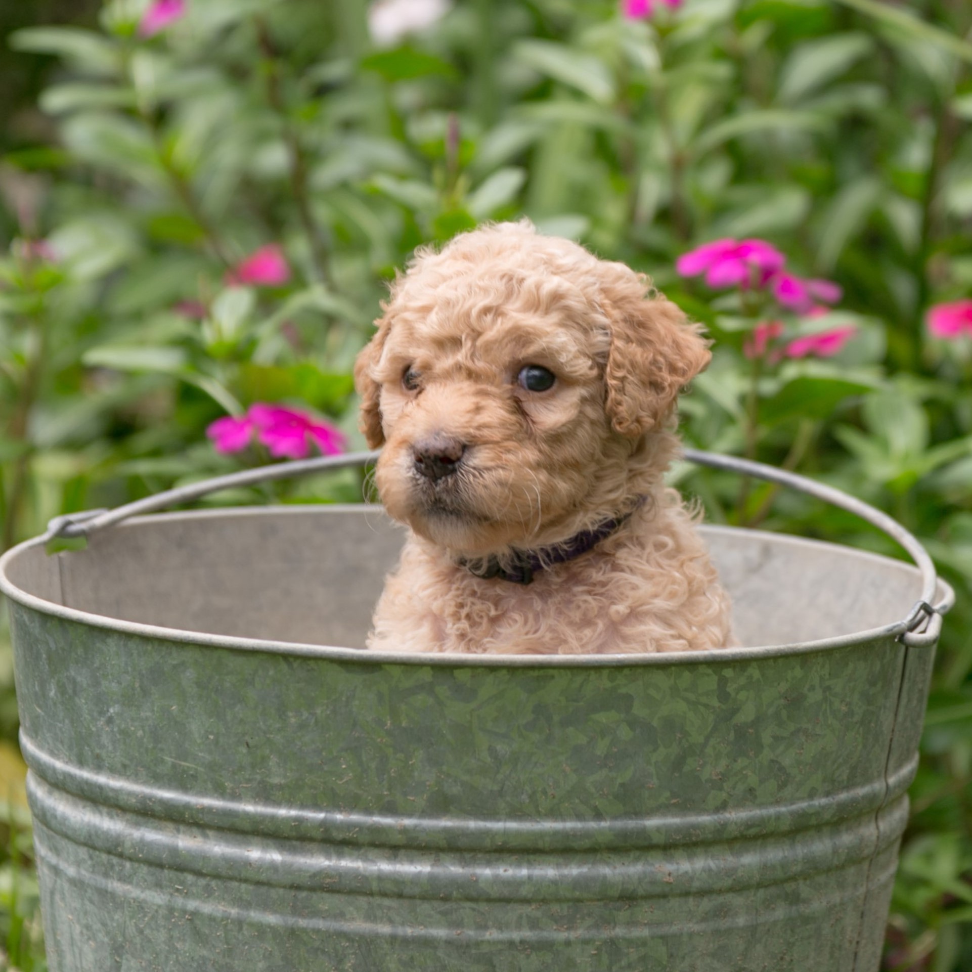 female goldendoodle puppy for sale