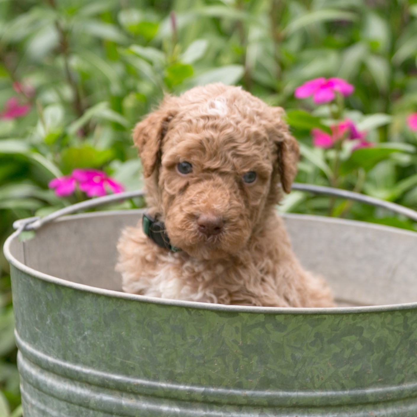 standard goldendoodle puppy Texas