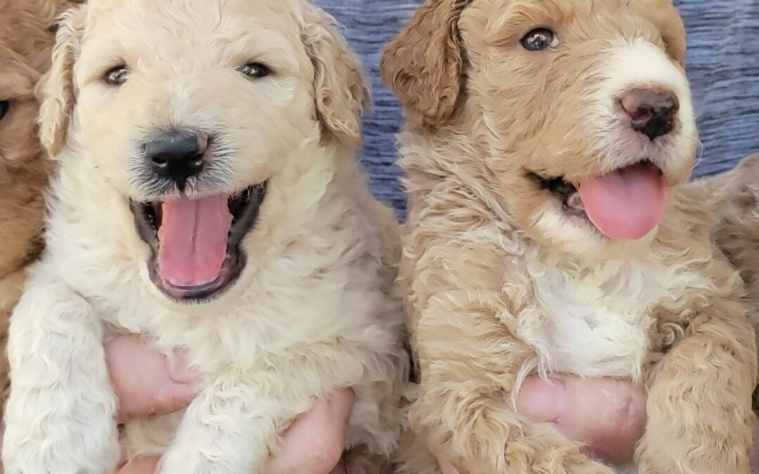 Goldendoodle Puppy On Sale Now