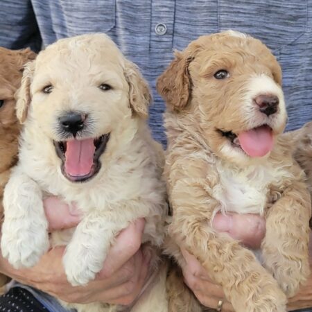 Goldendoodle Puppy On Sale Now