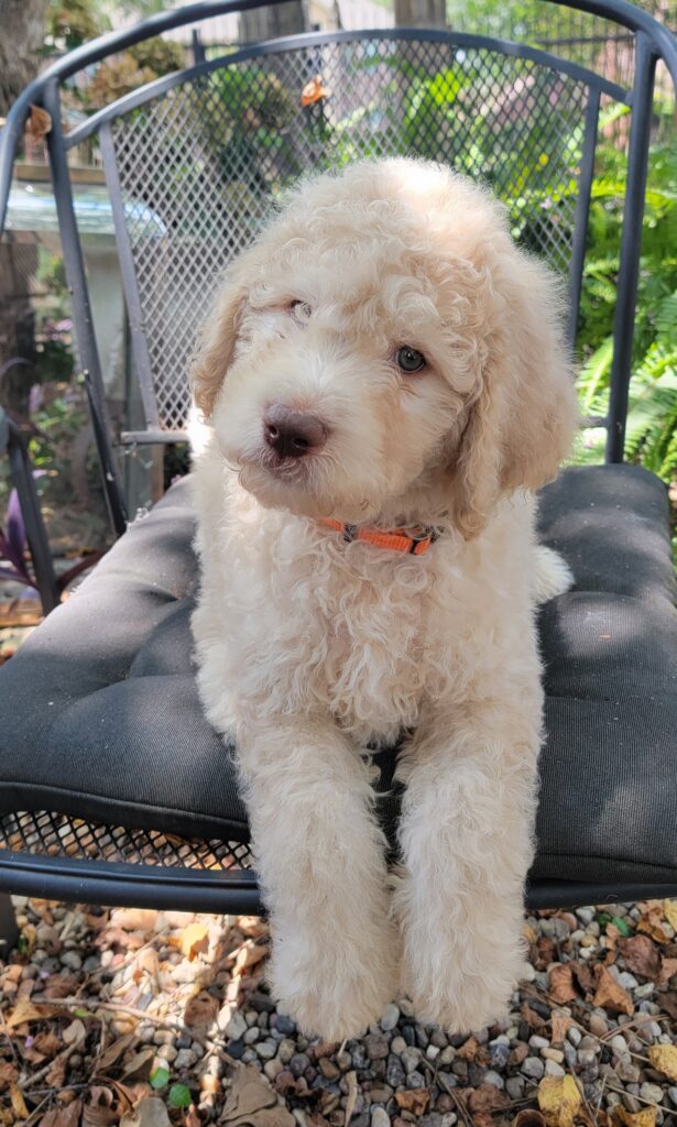 golden doodle breeeder near Houston, TX