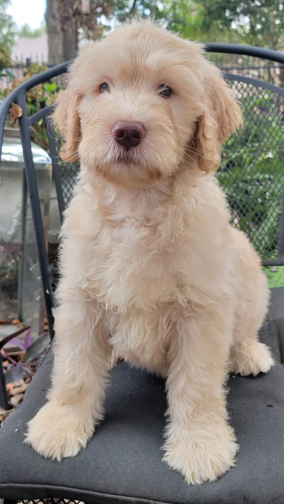 Goldendoodle puppy for sale today!