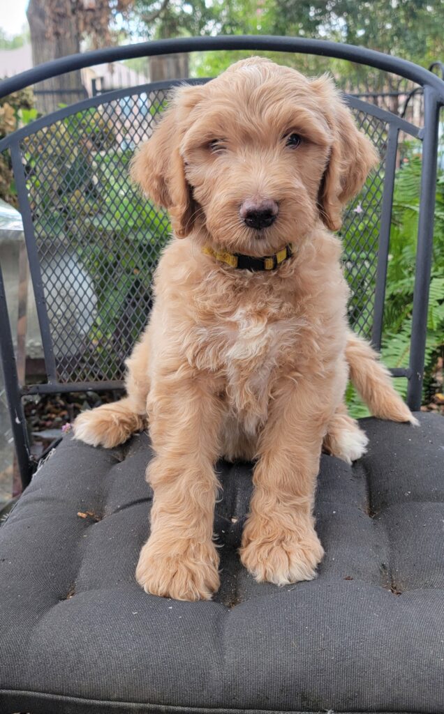 Logan, an apricot goldendoodle male forl sale