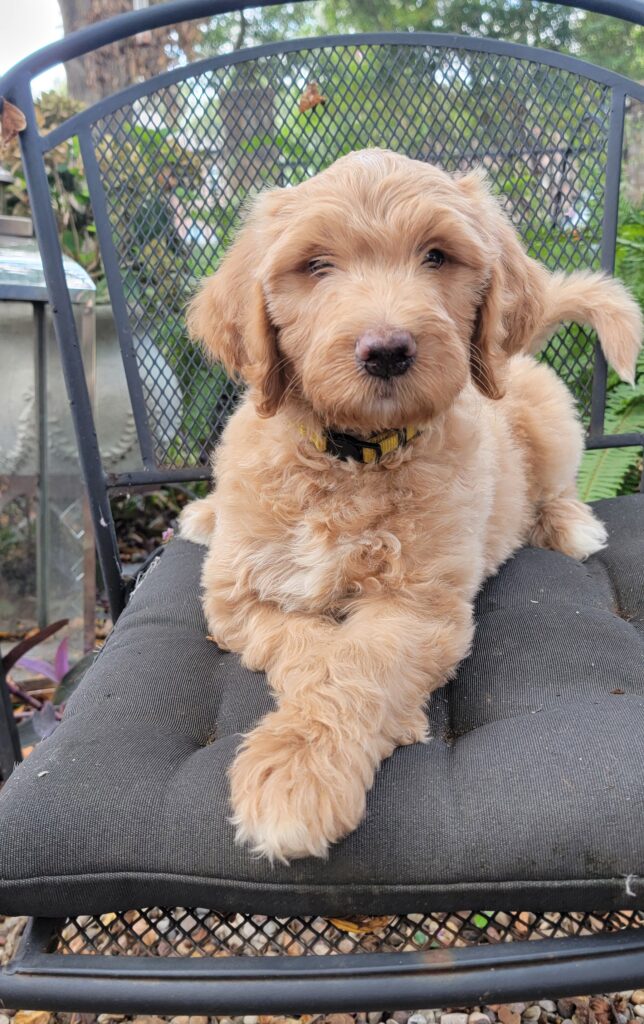 male goldendoodle puppy available now in Houston