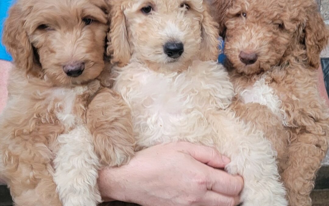 Goldendoodle Puppies For Sale