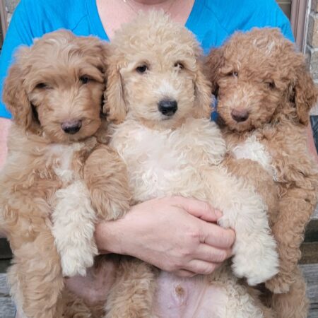 Goldendoodle Puppies For Sale