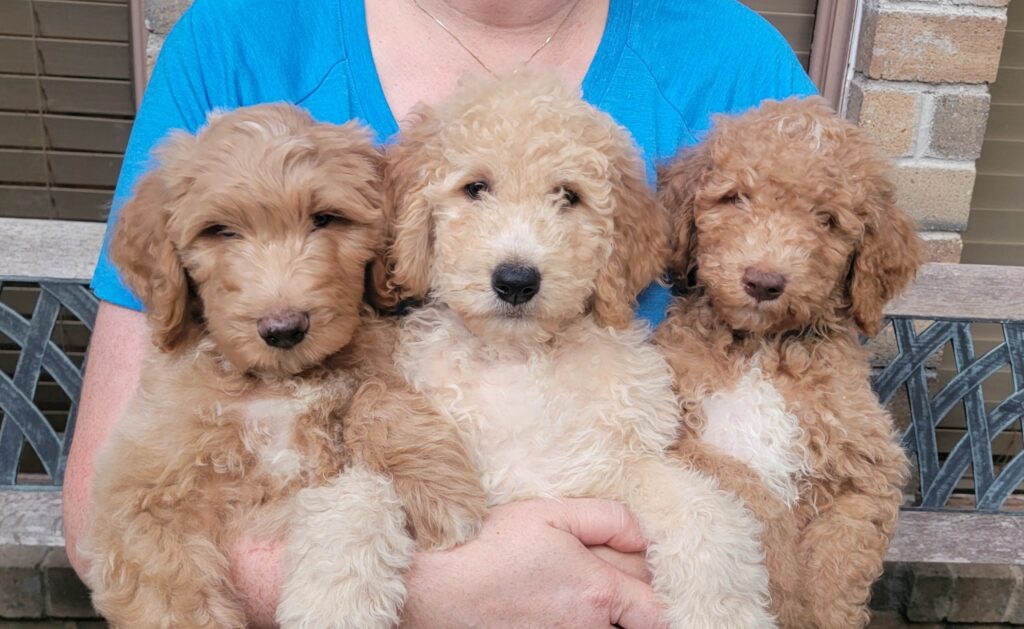 Goldendoodle puppy ready now