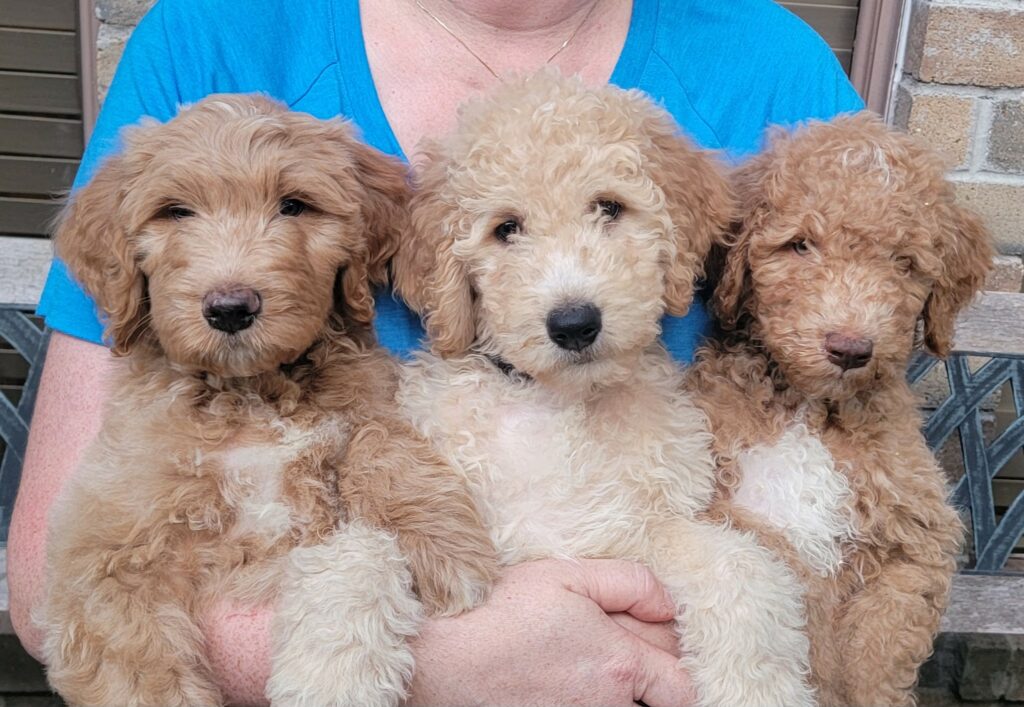 goldendoodle puppies available now