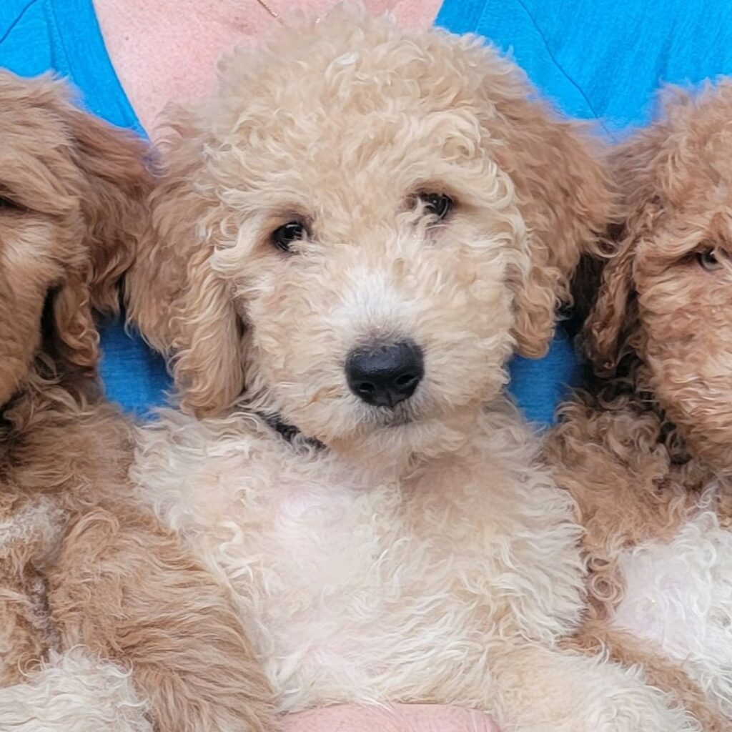 Rocky - a cream goldendoodle puppy ready now