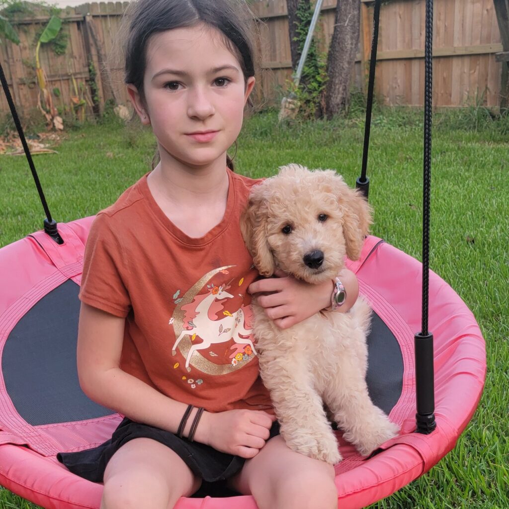 cream goldendoodle puppy