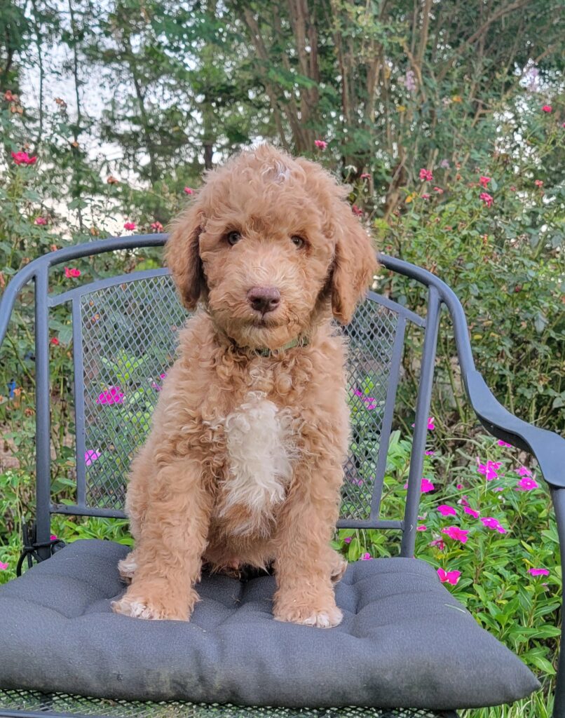 curly apritcot goldendoodle - Houston