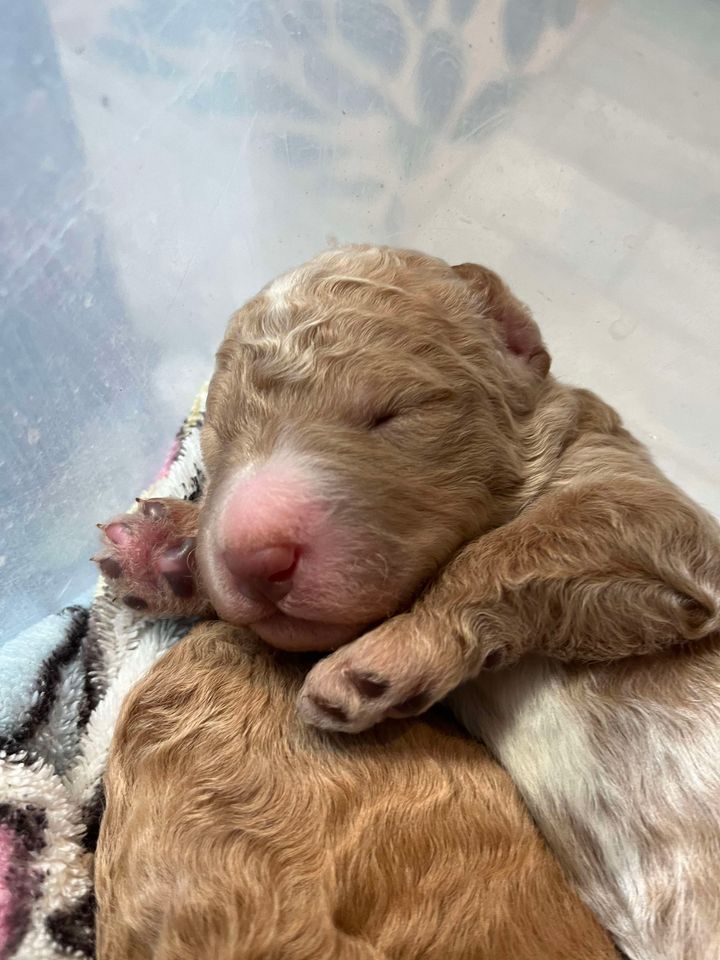 Newborn standard F1b Goldendoodle Puppy 