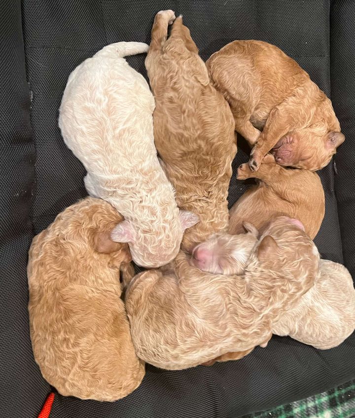 Newborn cream and apricot F1b Goldendoodle puppies