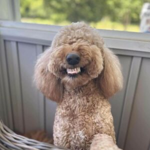 goofy goldendoodle smile