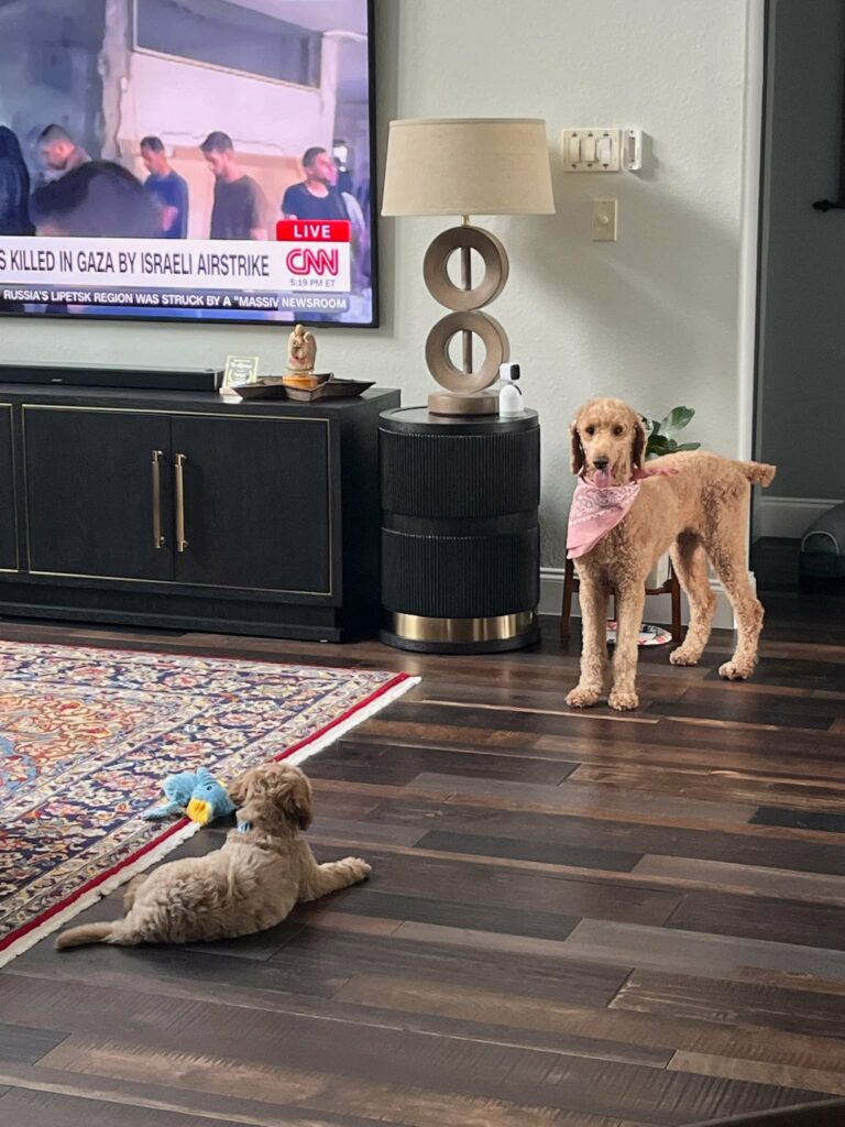 Belle, the poddle, teaching the new goldendoodle pup how it's done around here