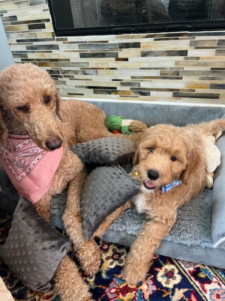 Standard Poddle and her new goldendoodle brother