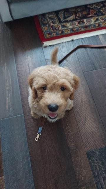 F1b Goldendoodle puppy in Houston