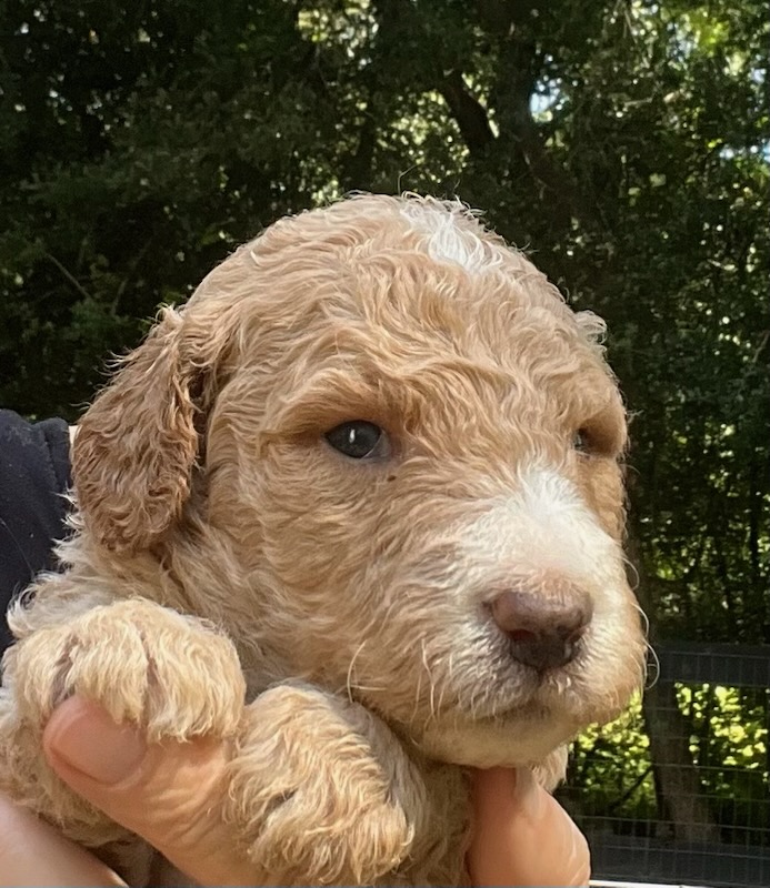 F1b Doodle puppy near Conroe, Texas