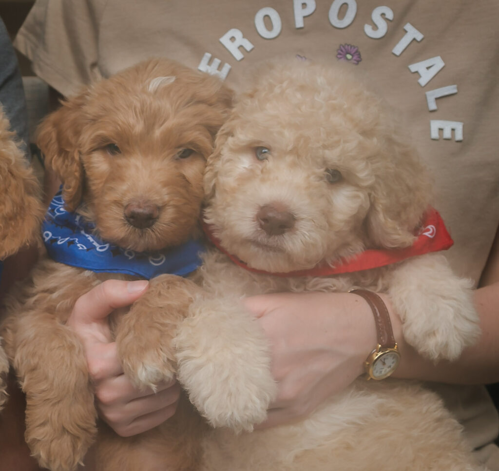 Darling male goldendoodle pups - Get one today!