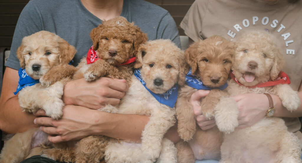 August Sale - Goldendoodle puppies ready now