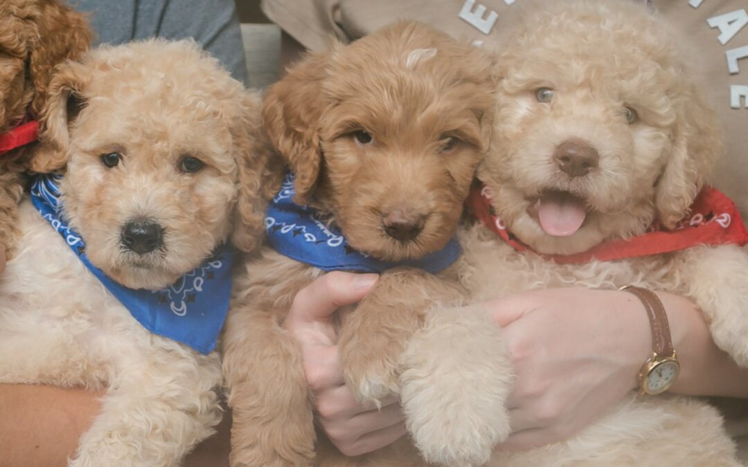 August Sale – Goldendoodle Puppies