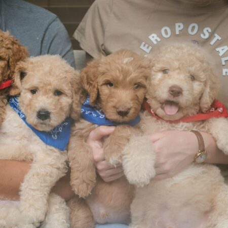 August Sale – Goldendoodle Puppies