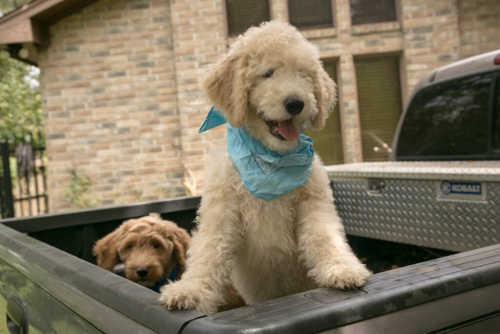 Hunter is a curly cream male goldendoodle available now for pick up in Houston, Texas