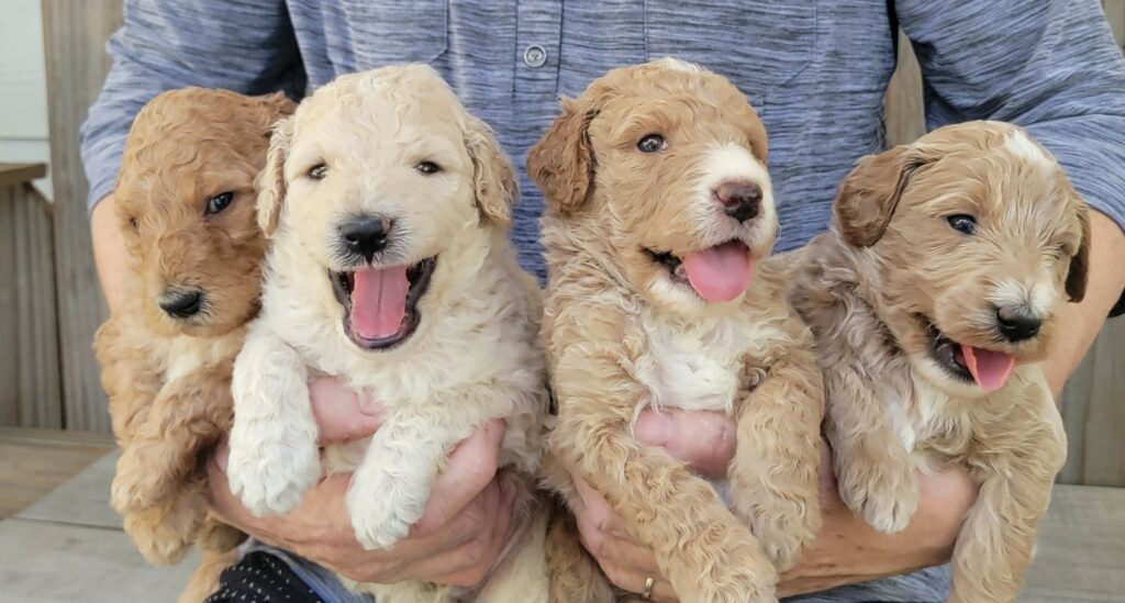 Get your own Goldendoodle Puppy On Sale Now