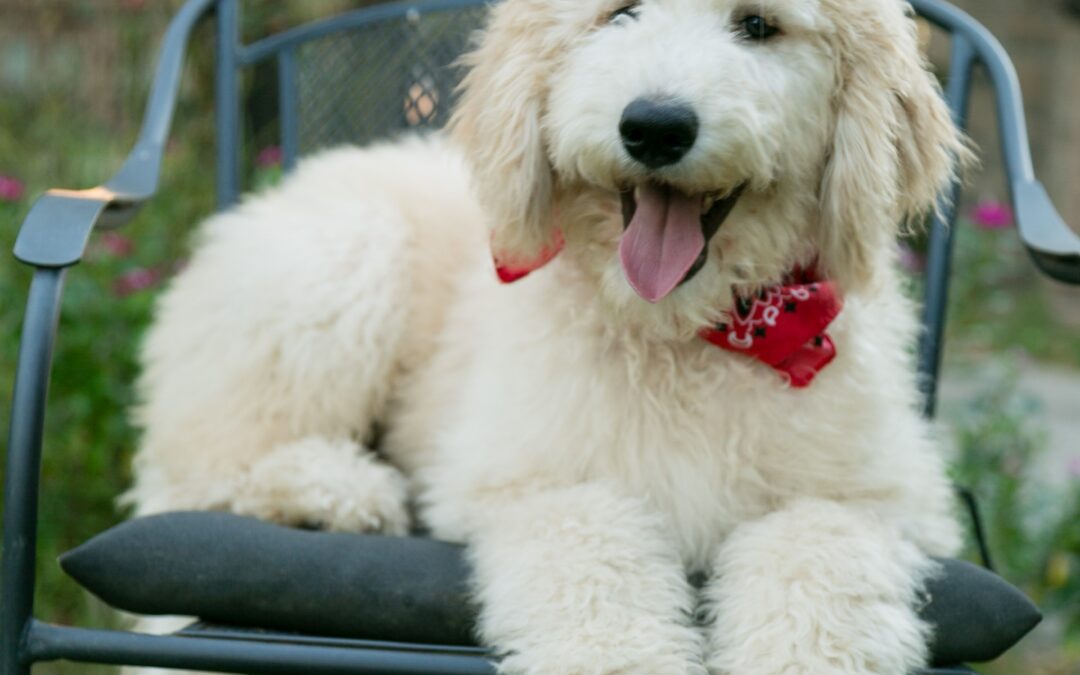 Cream Goldendoodle Puppy for Sale