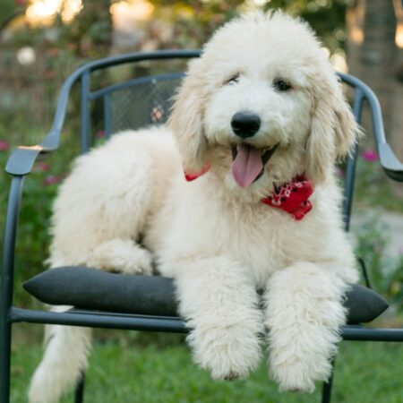 Cream Goldendoodle Puppy for Sale